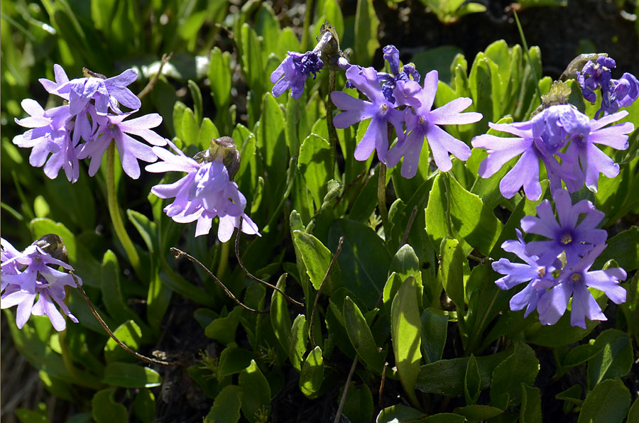 Primula glutinosa /  Primula vischiosa